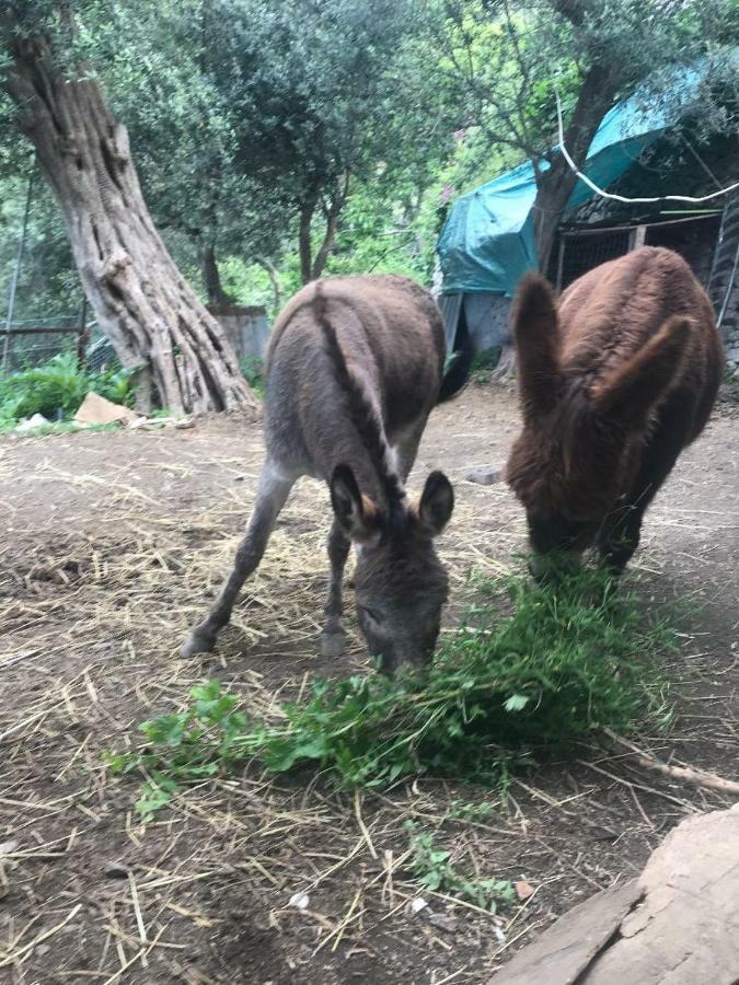 La Finestra Sul Fiordo Apartamento Furore Exterior foto